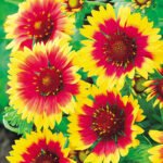 Fluturas sau Roata de Foc - Gaillardia Kobold la ghiveci P9