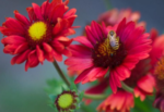Fluturas sau Roata de Foc - Gaillardia Burgunder la ghiveci P9 - imagine 2
