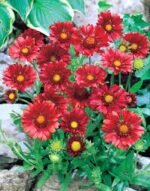 Fluturas sau Roata de Foc - Gaillardia Burgunder la ghiveci P9