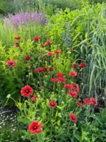 Fluturas sau Roata de Foc - Gaillardia Burgunder la ghiveci P9 - imagine 3