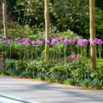 Bulbi Allium Gigant Gladiator - Ceapa decorativa - 1 bulb marime 18/20 (Livrarea dupa 10 Septembrie) - imagine 3