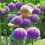 Bulbi Allium Gigant Gladiator - Ceapa decorativa - 1 bulb marime 18/20 (Livrarea dupa 10 Septembrie) - imagine 2