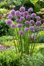 Bulbi Allium Gigant Gladiator - Ceapa decorativa - 1 bulb marime 18/20 (Livrarea dupa 10 Septembrie)