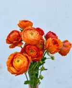 Piciorul Cocosului - Ranunculus asiaticus Orange Buttercup - pachet 10 rizomi (Livrarea dupa 10 Septembrie) - imagine 4