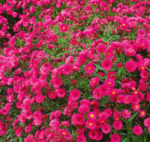 Aster Novii Belgii Jenny (Pitic)  - Aster Dumosus - la ghiveci P9 - imagine 3