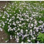 Aster Japonez - Kalimeris incisa „Nana Blue” - planta perena la ghiveci P9 - imagine 2