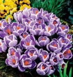 Brandusa - Crocus Olandez Urias King of Striped marime 7/8 - pachet 5 bulbi (Livrarea dupa 10 Septembrie)