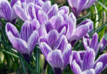 Brandusa - Crocus Olandez Urias King of Striped marime 7/8 - pachet 5 bulbi (Livrarea dupa 10 Septembrie) - imagine 3