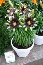 Bulb Crin Asiatic Netty's Pride  marime 16/18 - 1 bucata - imagine 4