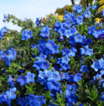 Lithodora diffusa „Heavenly Blue” - planta perena vesnic verde la ghiveci P9