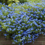 Lithodora diffusa „Heavenly Blue” - planta perena vesnic verde la ghiveci P9 - imagine 3
