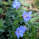 Lithodora diffusa „Heavenly Blue” - planta perena vesnic verde la ghiveci P9 - imagine 2