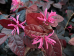 Arbustul Chinezesc Loropetalum Fire Dance cu frunzis permanent la ghiveci P17 - imagine 3