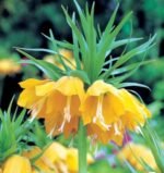 Floarea Pastelui - Laleaua Regala - Fritillaria  Lutea marime 20/24 - pachet 3 bulbi (Livrarea dupa 10 Septembrie)