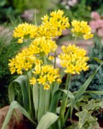 Bulbi Allium Molly - Usturoiul Auriu - pachet 3 bulbi marime 5+ (Livrarea dupa 10 Septembrie) - imagine 3