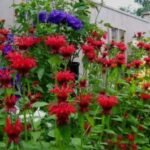 Bergamota - Monarda Cambridge Scarlet (Balsamul albinelor) planta perena parfumata la ghiveci P9 - H 5-10 cm - imagine 2