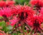 Bergamota - Monarda Cambridge Scarlet (Balsamul albinelor) planta perena parfumata la ghiveci P9 - H 5-10 cm
