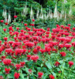 Bergamota - Monarda Cambridge Scarlet (Balsamul albinelor) planta perena parfumata la ghiveci P9 - H 5-10 cm - imagine 3