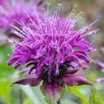Bergamota - Monarda Prarienacht (Balsamul albinelor) planta perena parfumata la ghiveci P9 - H 5-10 cm