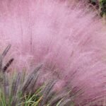 Iarba decorativa perena Muhlenbergia capillaris (Iarba Muhly Roz) la ghiveci P 9 (Livrarea dupa 10 Septembrie)