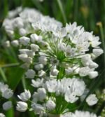 Bulbi Allium Neapolitanum - Usturoiul din Napoli - pachet 3 bulbi marime 5/6 - imagine 2