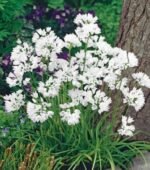 Bulbi Allium Neapolitanum - Usturoiul din Napoli - pachet 3 bulbi marime 5/6