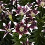 Bulb Crin Asiatic Netty's Pride  marime 16/18 - 1 bucata - imagine 3