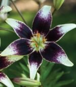 Bulb Crin Asiatic Netty's Pride  marime 16/18 - 1 bucata