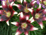 Bulb Crin Asiatic Netty's Pride  marime 16/18 - 1 bucata - imagine 2