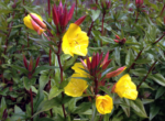 Luminita de Seara - Oenothera fruticosa 'Fyrverkeri' la ghiveci P9 - H 5-10 cm