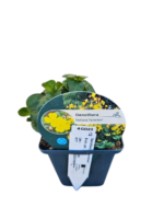 Luminita de Seara - Oenothera fruticosa 'Fyrverkeri' la ghiveci P9 - H 5-10 cm - imagine 3