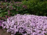 Brumarele - Phlox Subulata Candy Stripe - planta perena vesnic verde la ghiveci P9 - imagine 3