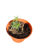 Brumarele - Phlox Subulata Candy Stripe - planta perena vesnic verde la ghiveci P9 - imagine 4