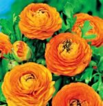 Piciorul Cocosului - Ranunculus asiaticus Orange Buttercup - pachet 10 rizomi (Livrarea dupa 10 Septembrie)