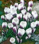 Brandusa - Crocus Prins Claus marime 5/7 - pachet 5 bulbi (Livrarea dupa 10 Septembrie)