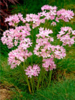 Bulbi Allium Roseum - Usturoiul Trandafiriu - pachet 3 bulbi marime 5/6 (Livrarea dupa 10 Septembrie) - imagine 3