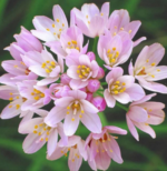 Bulbi Allium Roseum - Usturoiul Trandafiriu - pachet 3 bulbi marime 5/6 (Livrarea dupa 10 Septembrie) - imagine 2