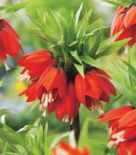 Lalea Regala - Fritillaria imperialis Rubra Maxima marime 20/24  - 1 bulb (Livrarea dupa 10 Septembrie)