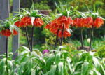 Lalea Regala - Fritillaria imperialis Rubra Maxima marime 20/24  - 1 bulb (Livrarea dupa 10 Septembrie) - imagine 2