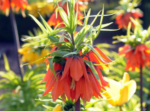 Lalea Regala - Fritillaria imperialis Rubra Maxima marime 20/24  - 1 bulb (Livrarea dupa 10 Septembrie) - imagine 3