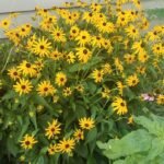 Susana cu ochi negri - Rudbeckia fulgida Goldstrum la ghiveci P9 - imagine 3