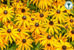 Susana cu ochi negri - Rudbeckia fulgida Goldstrum la ghiveci P9