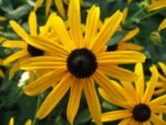 Susana cu ochi negri - Rudbeckia fulgida Goldstrum la ghiveci P9 - imagine 2