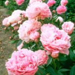 Bujor Sarah Bernhardt marime 2/3 - 1 rizom (Livrarea dupa 10 Octombrie) - imagine 2