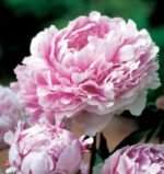 Bujor Sarah Bernhardt marime 2/3 - 1 rizom (Livrarea dupa 10 Octombrie)