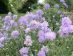Scabiosa 'Butterfly Blue' (Floarea cu pernuță de ace) - planta perena la ghiveci P9 - imagine 2