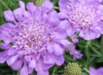 Scabiosa 'Butterfly Blue' (Floarea cu pernuță de ace) - planta perena la ghiveci P9