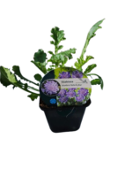 Scabiosa 'Butterfly Blue' (Floarea cu pernuță de ace) - planta perena la ghiveci P9 - imagine 4