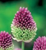 Bulbi Usturoi Decorativ Sphearocephalon - pachet 3 bulbi marime 5+ (Livrarea dupa 10 Septembrie)