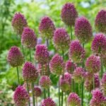 Bulbi Usturoi Decorativ Sphearocephalon - pachet 3 bulbi marime 5+ (Livrarea dupa 10 Septembrie) - imagine 2